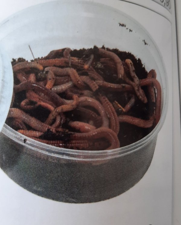 Dendrobena Wurm